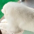 父が『大型犬の毛を…