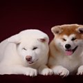 秋田犬の平均寿命は…