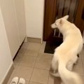 大型犬に見つからな…