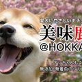 犬にはやさしく美味…