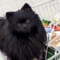 愛犬をペットショッ…