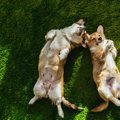 保護犬同士の多頭飼…