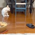 息子とテレビ電話中…