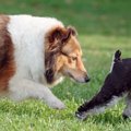 犬の特殊な伝染性の…