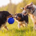 犬が『興奮している…