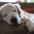 犬の『睡眠時間』は…