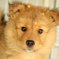 保健所にいた『体が…