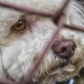 犬猫に負担を強いる…