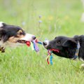 犬用ロープおもちゃ…