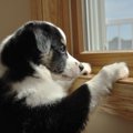 犬を留守番させると…