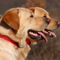 優れた爆発物探知犬…
