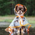 犬が『雨の日の散歩…