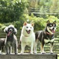 犬種ごとの『平均寿…