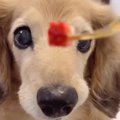 17歳の老犬が『いち…