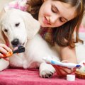 犬のデンタルケアを…