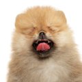 犬の『逆くしゃみ』…