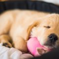 仔犬を迎えたら最初…