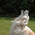 犬が『遠吠え』する…
