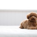 犬が『本気で嫌がっ…