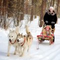 犬ぞりの犬種とは？…