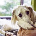 犬のテンションが突…