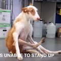 「猟犬として役に立…