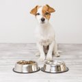 犬にNGな『食器』の…