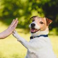 『人懐っこい犬』が…