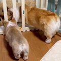 赤ちゃん犬を飼って…