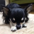 チワワのいびきの原…