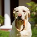 犬が命を落としかね…