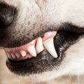犬の『歯』が折れて…