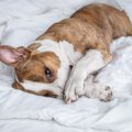 犬の『気象病』とは…