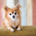 犬が体を痛めている…