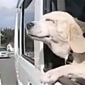 虹の橋に逝く前にか…