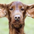 犬の耳掃除のやり方…