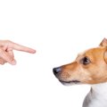 犬を叱るときはコレ…