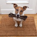 犬が散歩に行きたく…