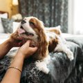 飼い主が寝る前に犬…