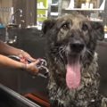 高齢の大型犬はとっ…