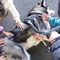 大型犬が子供に『さ…