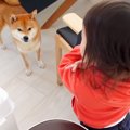 犬が『お片付け』し…