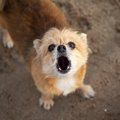 犬が『ギャン』と短…