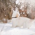 寒い季節は注意！犬…