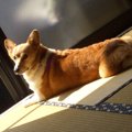 人間の1時間は犬にと…