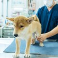 犬の『関節』に問題…