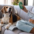 犬に構うべきではな…