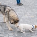 犬が『おしりを嗅ぎ…