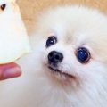 『梨』を犬に見せて…