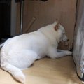 雷鳴に震える姿に「…